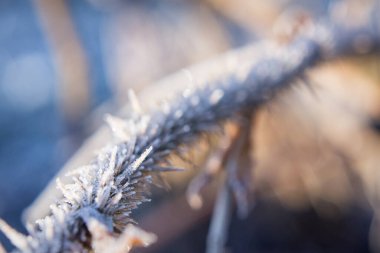 Buz, sabahın erken saatlerinde sakin bir manzarada dalları kaplayarak ışıltılı bir etki yaratıyor. Çevre sakin ve huzurlu..