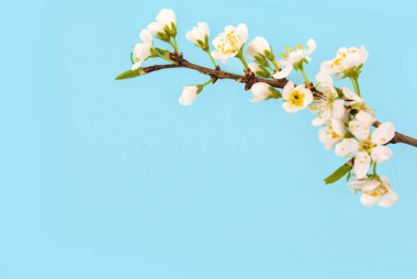 Açık mavi arka planı olan bir dalda beyaz çiçekler açar. Bu, ilkbahar gelişimi ve güzelliğinin özünü yansıtır..