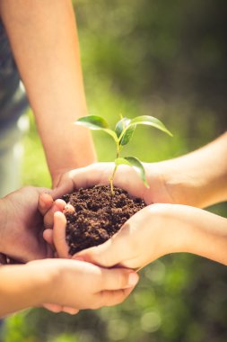 Genç bitki elinde tutan çocuk
