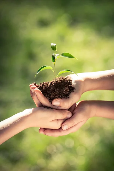 Kinder halten Jungpflanze in den Händen — Stockfoto