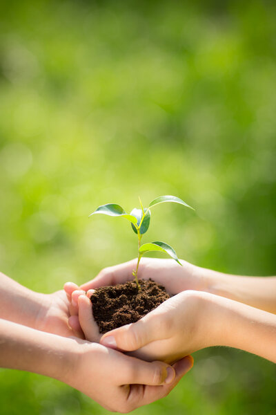 Children holding young plants