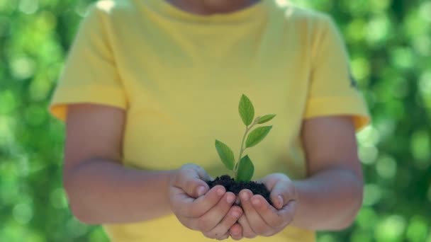 Bambino Che Tiene Pianta Verde Giovane Mano Giornata Della Terra — Video Stock