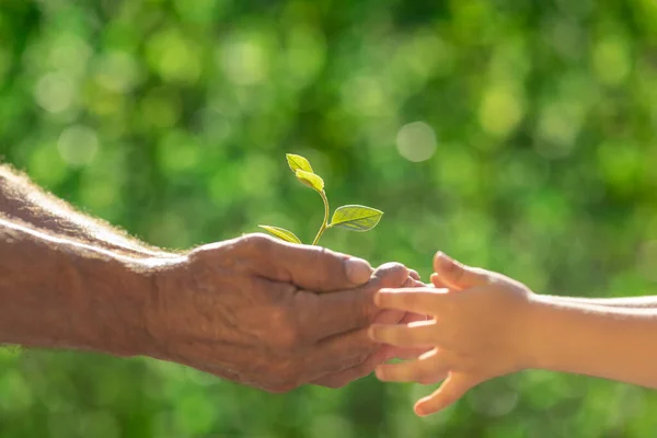 Starszy Mężczyzna Dziecko Trzymający Rękach Zieloną Roślinę Dzień Ziemi Wiosenne — Zdjęcie stockowe