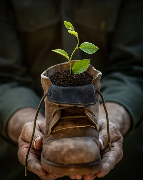 Homem Sênior Segurando Jovem Planta Verde Nas Mãos Conceito Feriado — Fotografia de Stock