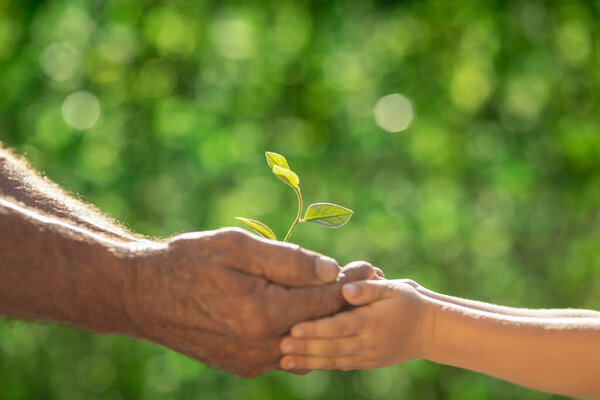 Senior man and child holding young green plant in hands. Earth day spring holiday concept. 