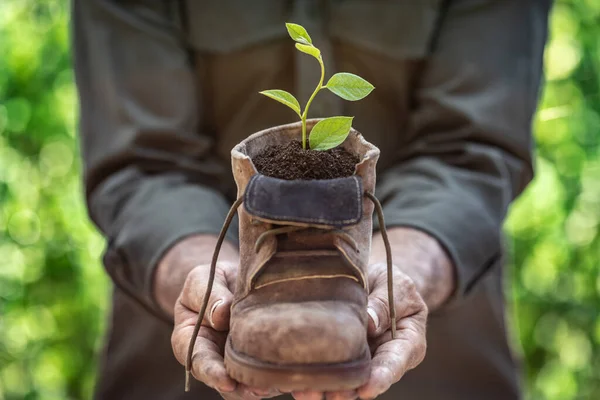Homem Sênior Segurando Jovem Planta Verde Nas Mãos Conceito Feriado — Fotografia de Stock