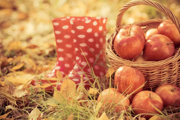 Podzimní ovoce — Stock fotografie