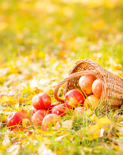 Осенние фрукты
