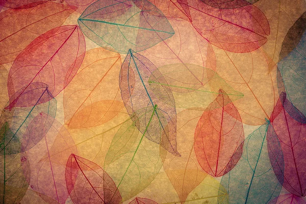 Autumn background — Stock Photo, Image