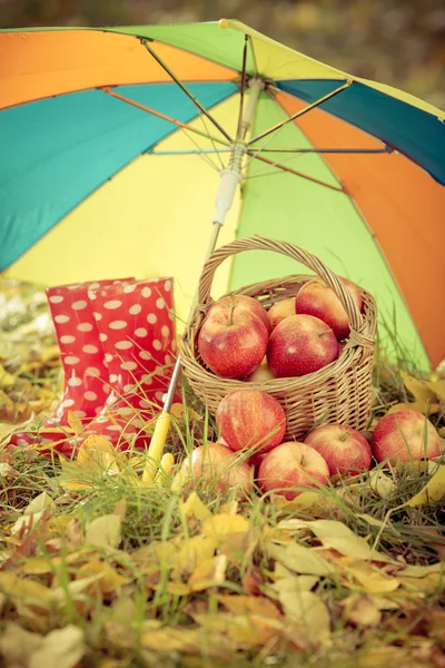 Herbstfrüchte — Stockfoto