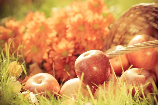 Früchte und Blumen im Herbst — Stockfoto