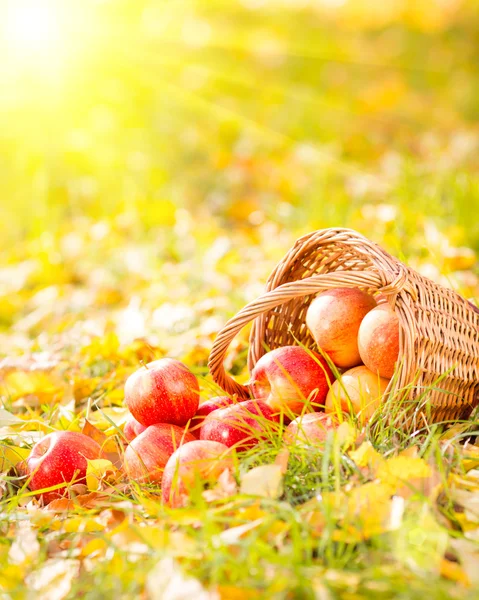 Herfst vruchten — Stockfoto