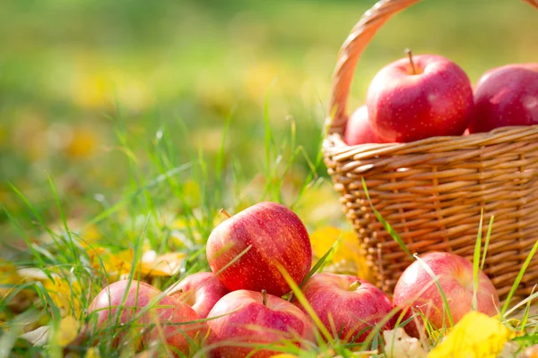 Frutas de otoño — Foto de Stock