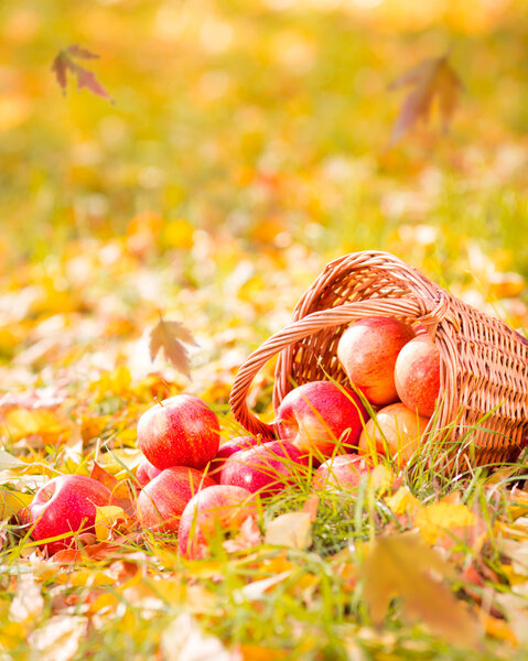 Осенние фрукты
