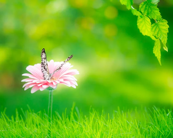 Fundo da primavera — Fotografia de Stock