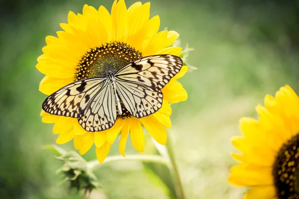 Mariposa. — Foto de Stock