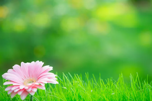 Spring background — Stock Photo, Image