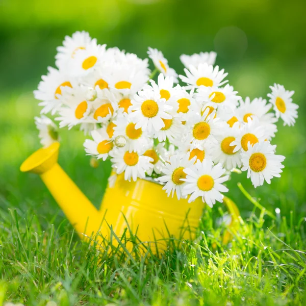 Spring flowers — Stock Photo, Image