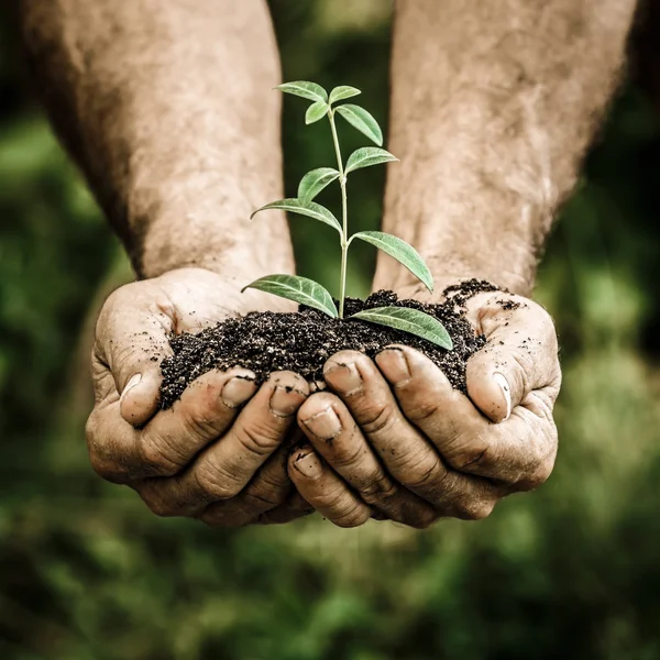 Jungpflanze in den Händen vor grünem Frühlingshintergrund — Stockfoto