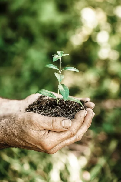 Planta joven en las manos sobre fondo verde de primavera — Foto de Stock