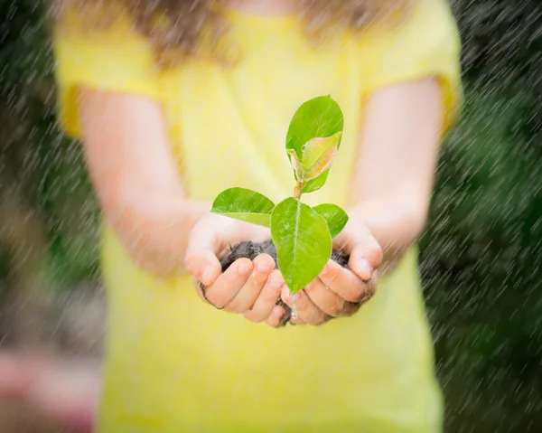 Jungpflanze in den Händen vor grünem Frühlingshintergrund — Stockfoto