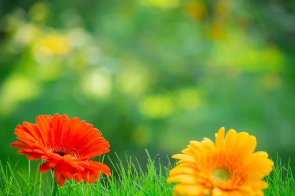 Gerbera's in gras — Stockfoto