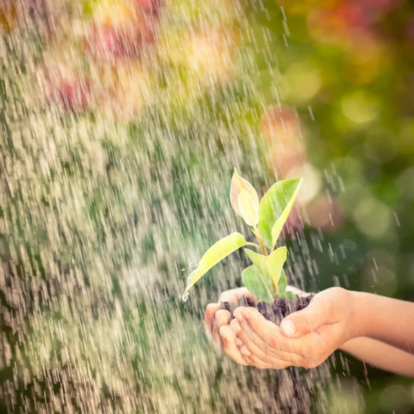 Jungpflanze in den Händen — Stockfoto