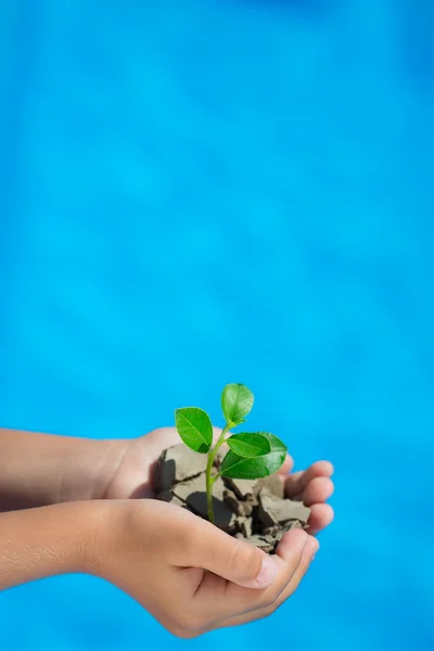 Jungpflanze in der Hand vor blauem Meeresgrund — Stockfoto