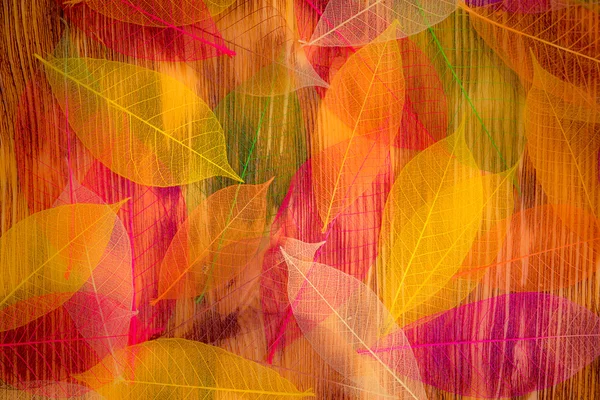 秋天的树叶纹理 — 图库照片