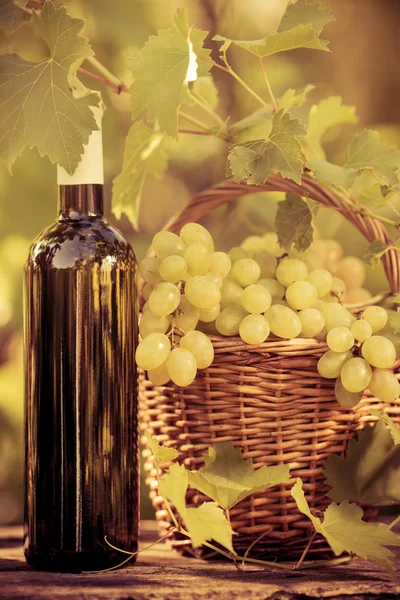 葡萄酒瓶和葡萄藤 — 图库照片