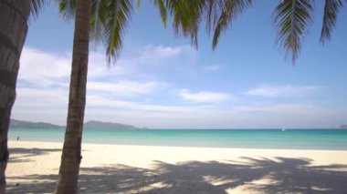 Yaz günü kumsalda hindistan cevizi ağacı olan deniz.