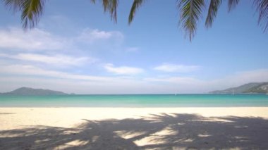 Yaz günü kumsalda hindistan cevizi ağacı olan deniz.