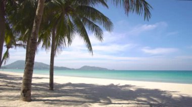 Yaz günü kumsalda hindistan cevizi ağacı olan deniz.