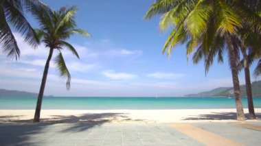 Yaz günü kumsalda hindistan cevizi ağacı olan deniz.