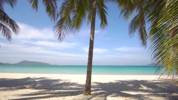 Pláž Moře Kokosovým Stromem Pláži Letní Den — Stock video