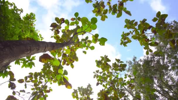 Nature Tree Sky Clouds Background — Stock Video