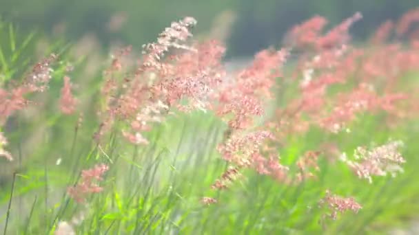 Gros Plan Nature Herbe Fleur Animée Dans Vent Nature Été — Video