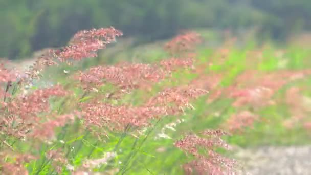 Zbliżenie Natura Trawa Kwiat Animowany Wiatr Natura Letnie Słońce Tło — Wideo stockowe