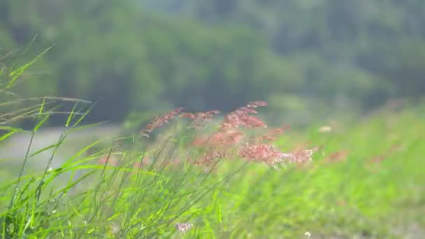 Крупним Планом Природа Трава Квітка Анімовані Вітряній Природі Літнє Сонце — стокове відео