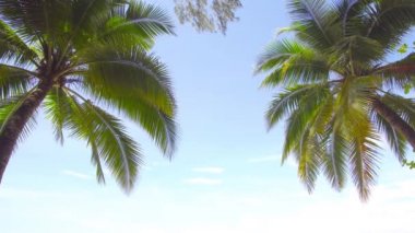 Doğa videosu. Yakın palmiye ağacı doğada rüzgarla hareketlenir. Palmiye ağacı ve gökyüzü arkaplanı. 