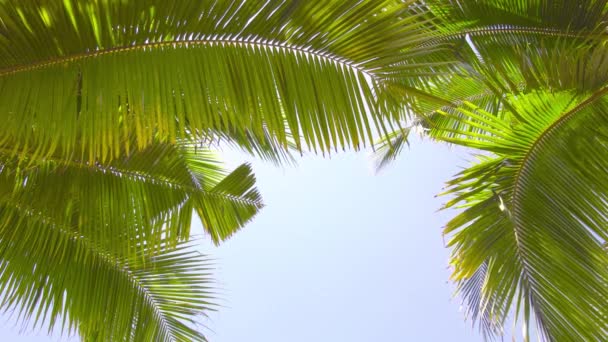 Vídeo Naturaleza Palmera Primer Plano Animada Por Viento Naturaleza Palmera — Vídeos de Stock