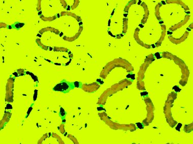 Yılan kusursuz desen.