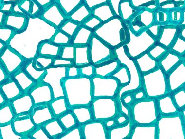 Timsah Kusursuz Desen.