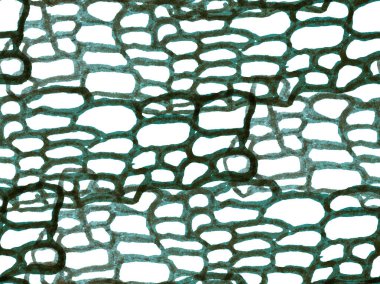 Timsah Kapanış Arkaplanı. El çizimi timsah deseni. Yeşil ve Aqua Menthe yırtıcı hayvan derisi baskısı. Ejderha Derisi Taklidi. Timsah Kusursuz Şablon. Afrika Hayvan Deri Çizimi.