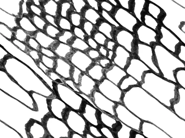 Aligátor Closeup Background Predátor Zvířecí Kůže Imitace Dračí Kůže Krokodýlí — Stock fotografie