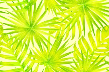 Sarı egzotik desen. Canavar yaprakları ve amber çiçekleri yaz baskısı. Hawaii tişörtü ve mayo fayansı. Yatay romantik vahşi vektör egzotik fayans. Aşırı doğal botanik tasarımı.