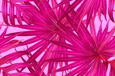 Pembe kırmızı egzotik desen. Canavar yaprakları ve amber çiçekleri yaz baskısı. Hawaii tişörtü ve mayo fayansı. Yatay romantik vahşi vektör egzotik fayans. Aşırı doğal botanik tasarımı.