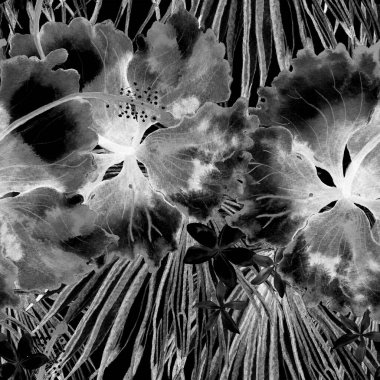 Tropikal desen. Suluboya egzotik çiçekler ve canavar yaprakları. Tertemiz siyah beyaz bitkiler. Yaz Hawaii suluboya geçmişi. Tropik palmiyeler, canavarlar, çiçek desenleri..