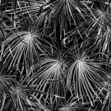 Tropikal desen. Suluboya egzotik çiçekler ve canavar yaprakları. Tertemiz siyah beyaz bitkiler. Yaz Hawaii suluboya geçmişi. Tropik palmiyeler, canavarlar, çiçek desenleri..