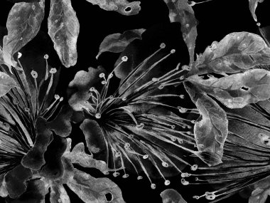 Cesur soyut çiçek deseni. Siyah ve Beyaz Arkaplanda Büyük Hawaii Kusursuz Parmak izi. Büyük Hawaii Bahar Kova Aquarelle Granadilla Sonsuz Arkaplan. Modern Kalın Soyut Çiçek Deseni.